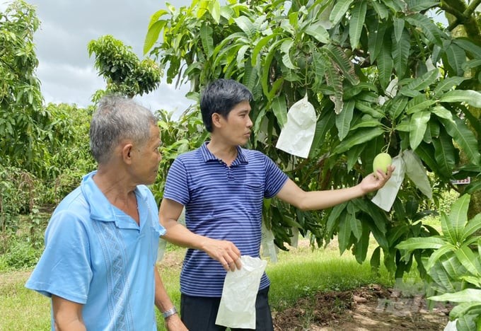 Mã số vùng trồng giúp thiết lập hệ thống kiểm soát dịch hại, dư lượng thuốc bảo vệ thực vật, chất lượng sản phẩm đồng nhất và nâng cao giá trị gia tăng cho nông sản. Ảnh: Hoài Anh