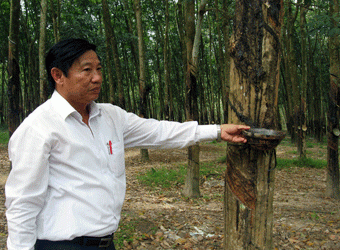 Phó Tổng Giám đốc Công ty TNHH một thành viên Cao su Dầu Tiếng Trần Văn Du trong nông trường cao su.