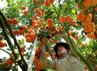 Trồng Quýt hồng bán tết tại Cao Lãnh - Đồng Tháp