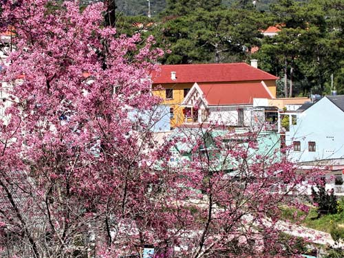   	Góc phố rực rỡ sắc hoa màu hồng