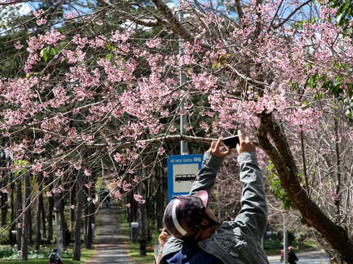   	Hoa mai anh đào quyến rủ du khách trong và ngoài nước