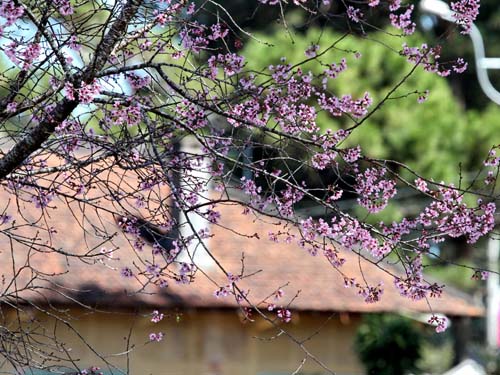   	Những biệt thự cổ trở nên tươi mới hơn nhờ sắc mai anh đào