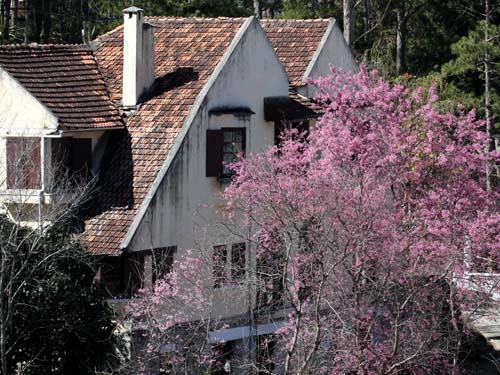 Đà Lạt rực hồng sắc mai anh đào