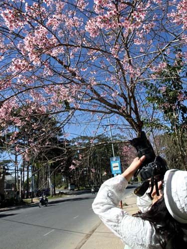 Đà Lạt rực hồng sắc mai anh đào