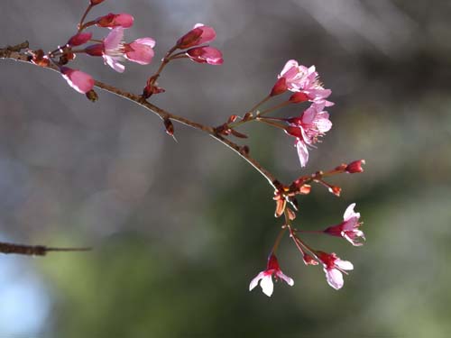   	Những cánh hoa li ti mang sắc hồng pha chút trắng mê hoặc du khách