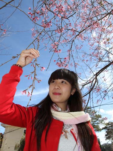 Đà Lạt rực hồng sắc mai anh đào