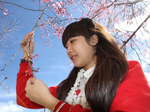 Đà Lạt rực hồng sắc mai anh đào