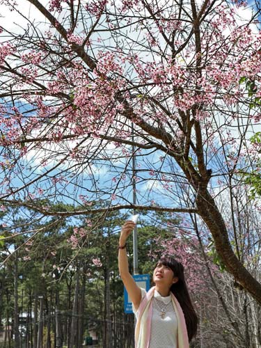   	Thiếu nữ khoe sắc với mai anh đào Đà Lạt
