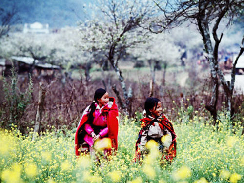 Mộc Châu luôn là điểm đến hấp dẫn với các tay máy, nhất là khi đông sang. Đó là lúc các vạt cải vàng nở rộ, những cây hoa đào, hoa mai bắt đầu chúm chím chờ xuân sang...