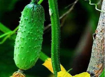 Loại dưa chuột còn hoa màu vàng dưới đáy có thể chứa hormone tăng trưởng (Ảnh: Culturalchina)
