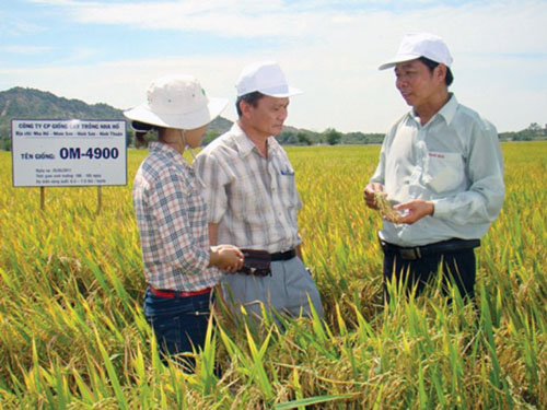 Gạo Cát Tiên trồng từ giống lúa OM 4900