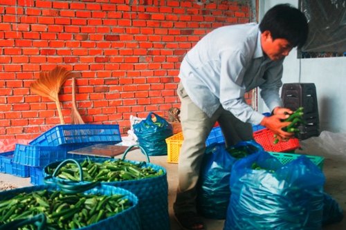 HTX thu mua đậu bắp xanh của xã viên sau khi có hợp đồng với công ty.
