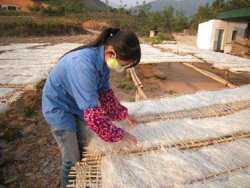 Miến dong được định hướng là sản phẩm giúp người dân huyện Bình Liêu (tỉnh Quảng Ninh) thoát nghèo