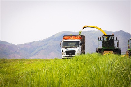 Đồng cỏ chăm đàn bò sữa của TH tại Nghệ An