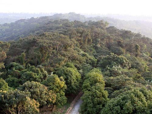 Rừng nguyên sinh trên đảo Cô Tô.