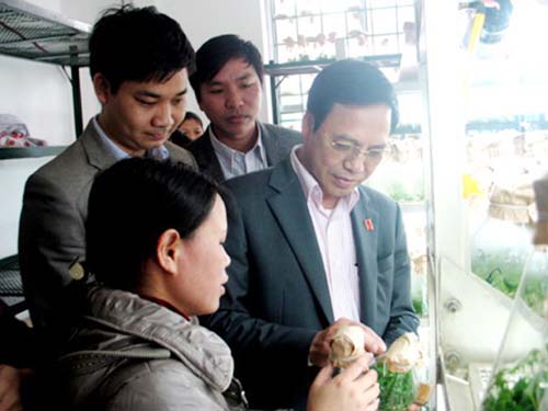 Phó Chủ tịch UBND tỉnh Quảng Ninh Đặng Huy Hậu khảo sát đề tài “Nghiên cứu, ứng dụng công nghệ sinh học trong sản xuất cây giống Ba kích tím, chất lượng cao tại Quảng Ninh” 