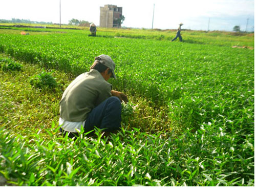 Thu hoạch rau muống (ảnh minh họa)