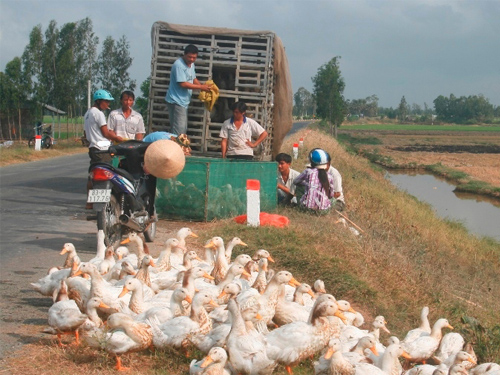 Vịt “chạy đồng ” dễ lây dịch cúm và phát tán dịch bệnh