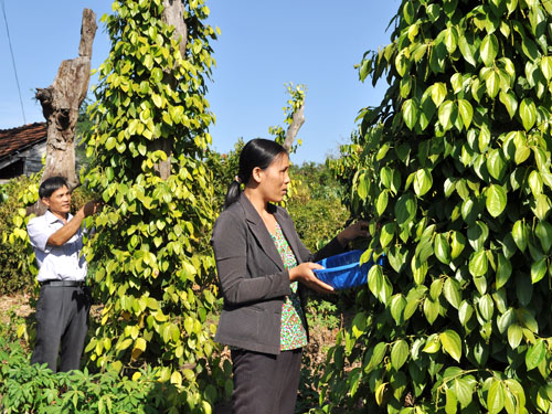 Hồ tiêu Việt Nam vẫn chưa định vị được thương hiệu