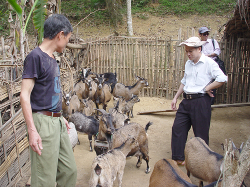Từng bước hình thành các mô hình chăn nuôi dê