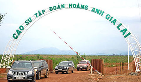 Nông nghiệp sẽ thành ngành đóng góp chính trong cơ cấu doanh thu của HAGL