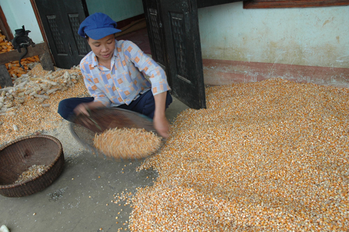 Bà con cần loại bỏ những hạt ngô bị mốc, thối trước khi xay thành bột ngô