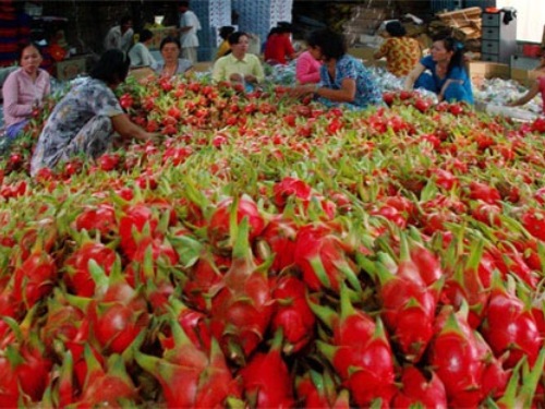 Theo Hiệp hội Rau quả Việt Nam, xuất khẩu rau quả những tháng đầu năm 2013 đã có những tín hiệu đáng mừng. Kim ngạch xuất khẩu quý 1 đạt 187 triệu USD, tăng 10% so với cùng kỳ năm 2012. 