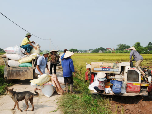 Phát triển vùng nguyên liệu để thu hút đầu tư
