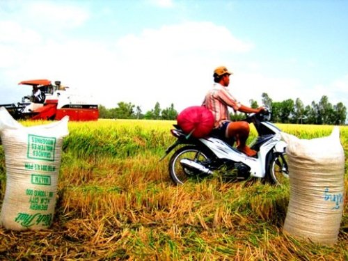 Xuất khẩu gạo sang Philippines tiếp tục khó. Trong ảnh là nông dân ĐBSCL đang thu hoạch lúa. 