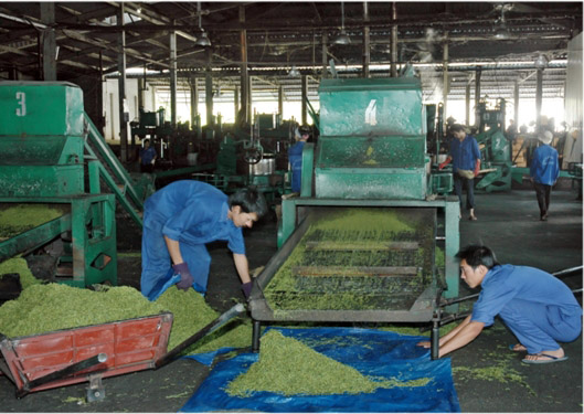 Dây chuyền sản xuất chè của Nhà máy Chè Tam Đường