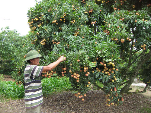 Mặc dù đã đảm bảo tiêu chuẩn VietGAP vải Thanh Hà vẫn bí đầu ra