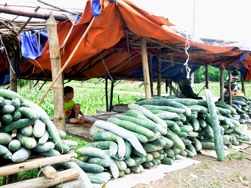 Bí xanh bán không ai mua