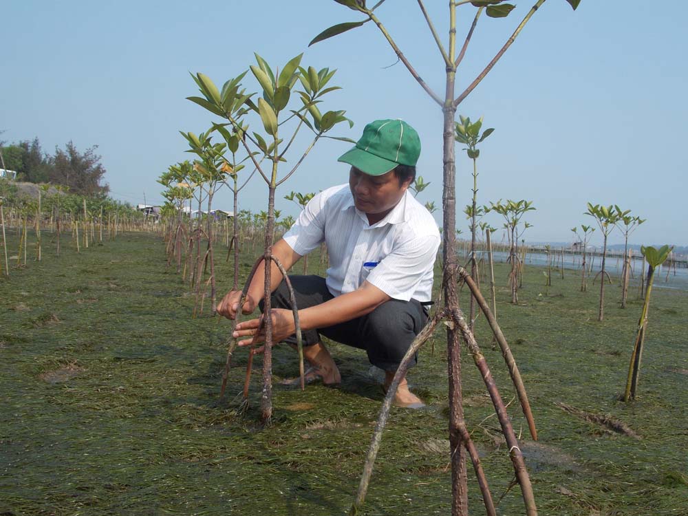 Chăm sóc cây ngập mặn 