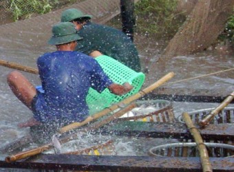 Enroflaxacin vẫn được sử dụng trong nuôi trồng thủy sản gây khó khăn cho các DN chế biến xuất khẩu