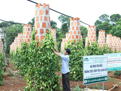 Mô hình trồng tiêu trên trụ gạch xây ở huyện Cam Lộ (Quảng Trị).