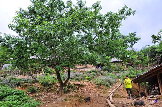 Bản Lìm Mông với những tán cây mận, cây đào già đang mùa ra trái.