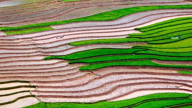 Bức tranh mùa vụ được tạo bởi những người dân vùng cao chăm chỉ.