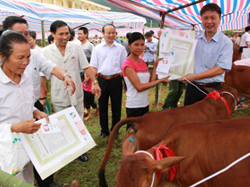 Bí thư Đảng ủy, Chủ tịch kiêm Giám đốc Petrolimex Phú Thọ Đào Hồng Thắng trực tiếp trao tặng bò đến tay bà con nghèo