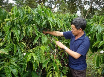 Việt Nam là nhà cung cấp cà phê lớn nhất của Trung Quốc