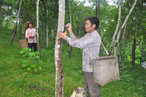 Thu hoạch nhựa sơn hiệu quả nhất là lúc nửa đêm về sáng