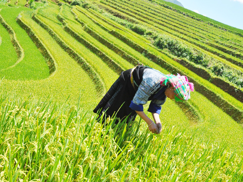 Tuần lễ sẽ tôn vinh danh thắng ruộng bậc thang và văn hóa người Mông