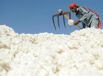 Doanh nghiệp ngành bông sợi đang chịu áp lực từ nhiều phía.