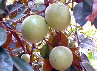 Phát triển vú sữa GAPlà hướng đi tất yếu đáp ứng yêu cầu thị trường tiêu thụ trong nước và xuất khẩu