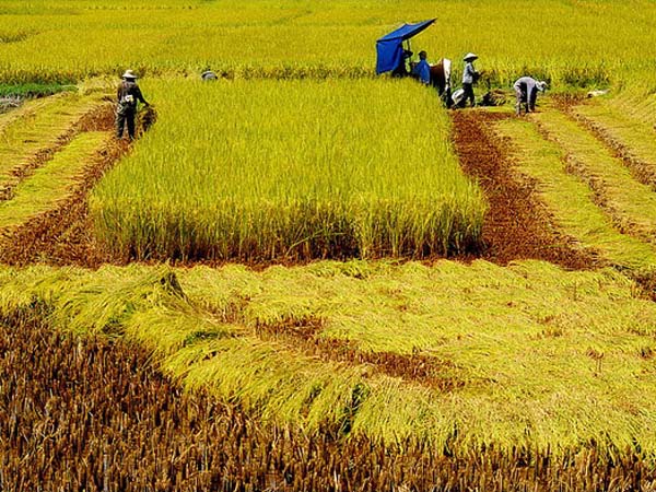 Việc cạnh tranh của hạt gạo Việt Nam còn đang gặp khó