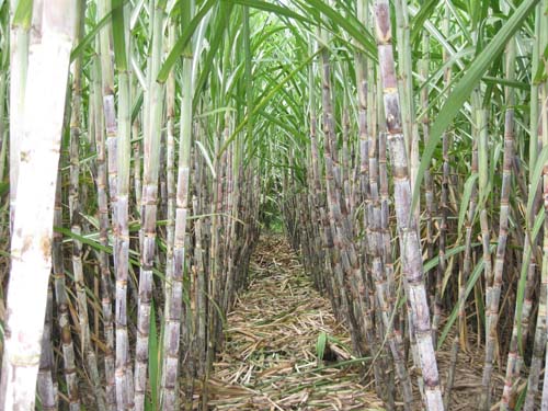 Vùng nguyên liệu với giống mía chất lượng cao