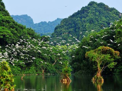 Thung Nhai giống như xứ sở các loài chim khi có 46 loài cư trú ở đây.