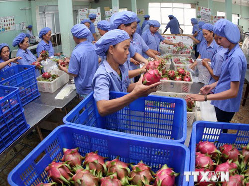 Đóng gói xuất khẩu thanh long.