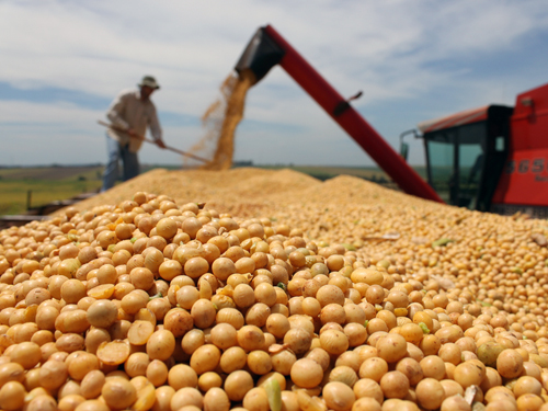 Sản xuất đậu tương hàng hóa chưa đáp ứng nhu cầu thị  trường