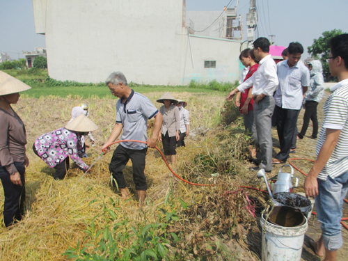Quy trình xử lý rơm rạ sau thu hoạch