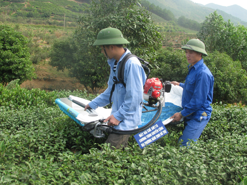 Bà con cần được hướng dẫn cách sử dụng máy hái chè  đúng kỹ thuật    